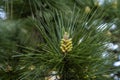 Pine tree growning cones Royalty Free Stock Photo