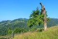 Pine tree grows in the Carpathian Mountains in Verkhovyna Royalty Free Stock Photo