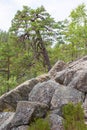 Pine tree grows in the rocks