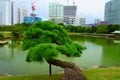 Pine Tree, Hamarikyu Gardens. Construction of buildings on the banks of Sumida River