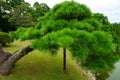 Pine Tree, Hamarikyu Gardens. Large and attractive landscape garden in Tokyo, Japan Royalty Free Stock Photo
