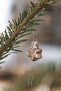 the pine tree has a very nice glass ornament