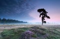 Pine tree on heathland in summer