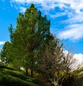 Pine tree on hill