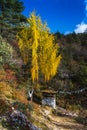 Pine tree of Himalayan , a chorten stand beside colorful pine trees , Bhutan