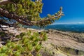 Pine Tree and Horizon Royalty Free Stock Photo