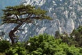 Pine tree in Huashan