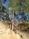 Pine tree with huge roots in the forest