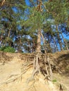 Pine tree with huge roots in the forest