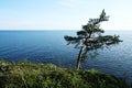 Lone standing pine tree on the shore. Ladoga lake.