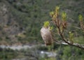 Pine tree infected with bagworm caterpillar cocoon. Royalty Free Stock Photo