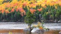 Pine tree island in beaver pond during autumn time in rural Vermont Royalty Free Stock Photo