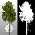 Pine tree isolated