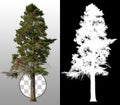 Pine tree isolated