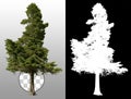 Pine tree isolated