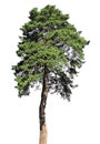 Pine tree Isolated on white background Royalty Free Stock Photo