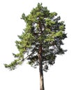 Pine tree, isolated on white background Royalty Free Stock Photo