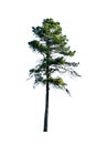 Pine tree / Isolated / White background Royalty Free Stock Photo
