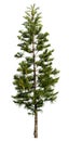 Cut out pine tree. Coniferous Royalty Free Stock Photo