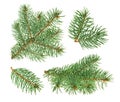 Pine tree isolated on white. without shadow Royalty Free Stock Photo