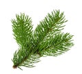 Pine tree isolated on white without shadow Royalty Free Stock Photo