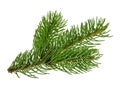 Pine tree isolated on white without shadow Royalty Free Stock Photo