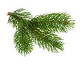 Pine tree isolated on white without shadow Royalty Free Stock Photo