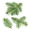 Pine tree isolated on white. without shadow Royalty Free Stock Photo