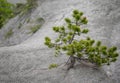 Pine tree in the Istrian deser Royalty Free Stock Photo