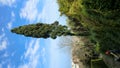 Pine tree within the Italian city of Giulianova Royalty Free Stock Photo