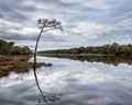 Pine tree and its reflection in the water