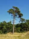 Pinee tree in Karosta forest , Liepaja, Latvia