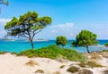 Pine tree on Karydi beach in Vourvourou, Sithonia peninsila, Chalkidiki, Greece