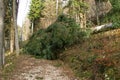 Pine tree knocked down by the wind