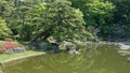 Pine tree and koi pond at the imperial palace`s east garden in tokyo, japan Royalty Free Stock Photo