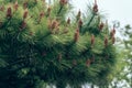 Pinecone- pine tree