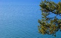 Pine tree. Lake Baikal. Royalty Free Stock Photo