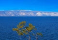 Pine tree. Lake Baikal. Royalty Free Stock Photo