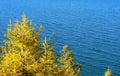 Pine tree. Lake Baikal. Royalty Free Stock Photo