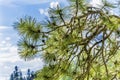 Pine Tree Lake Coeur d` Alene Idaho Royalty Free Stock Photo