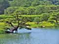 Pine tree with lake in Ritsurin Garden Royalty Free Stock Photo