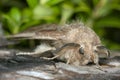 Pine-tree lappet, Dendrolimus pini moth on bark Royalty Free Stock Photo