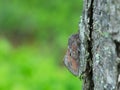 Pine-tree lappet, Dendrolimus pini moth on pine tree Royalty Free Stock Photo