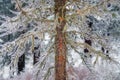 A pine tree larch covered with mossgrowing on a cliff top towering above the forest in the Khakassia