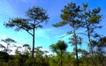 The pine tree in the large forest