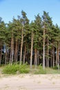 Pine tree , Latvia