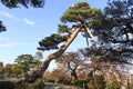 Pine tree leaning in Kenrokuen garden in Kanazawa Japan