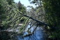 Pine Leaning Over Stream Royalty Free Stock Photo