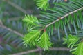 Pine tree leave detail Royalty Free Stock Photo