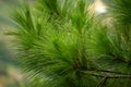 Pine tree leaves Royalty Free Stock Photo